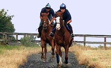 Welcome to Fawley House Stud